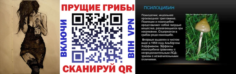 купить   Вихоревка  Псилоцибиновые грибы Cubensis 